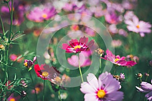 Cosmos flower blossom in garden