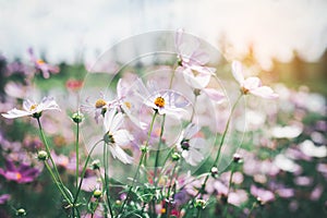 Cosmos flower blossom in garden