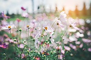 Cosmos flower blossom in garden