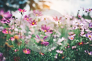 Cosmos flower blossom in garden