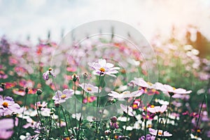 Cosmos flower blossom in garden