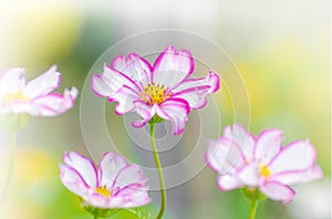 Cosmos flower blossom in garden