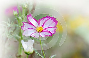 Cosmos flower blossom in garden