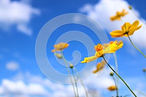 Cosmos flower with blue sky
