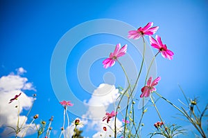 Cosmos flower with blue sky in the gardens