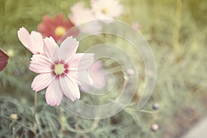 Cosmos flower with blurred garden background, vintage tone style