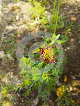 cosmos flower bud close up