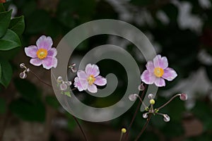 Cosmos flower close up. Cosmos Bipinnatus pink flowers