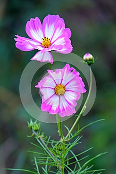 Cosmos flower