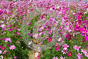 Cosmos flower (Cosmos Bipinnatus