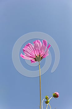 Cosmos flower (Cosmos Bipinnatus)