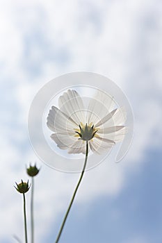 Cosmos flower (Cosmos Bipinnatus