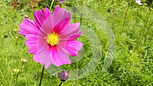 Cosmos flower (Cosmos Bipinnatus)