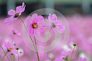 Cosmos flower (Cosmos Bipinnatus)