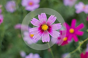 Cosmos flower (Cosmos Bipinnatus)