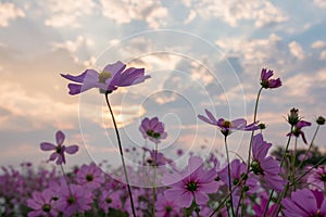 Cosmos flower (Cosmos Bipinnatus)