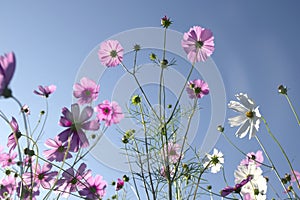 Cosmos flower Cosmos Bipinnatus with blue sky background