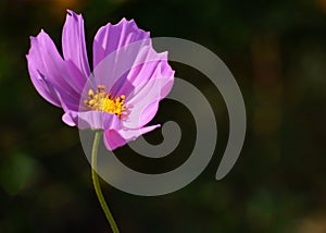 Cosmos flower Cosmos Bipinnatus with blurred background