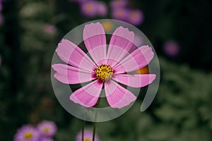 Cosmos flower Cosmos Bipinnatus with blurred background
