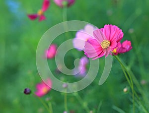 Cosmos flower (Cosmos Bipinnatus) with blurred background.Cosmos flowers blooming in the garden