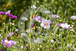 Cosmos flower (Cosmos Bipinnatus)