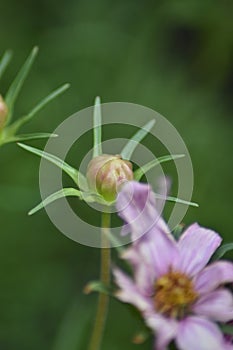 Cosmos flower (Cosmos bipinnatus) - flower buds