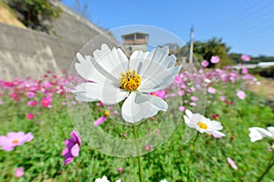 Cosmos flower