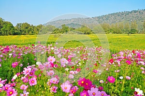 Cosmos flower and crotalaria field photo