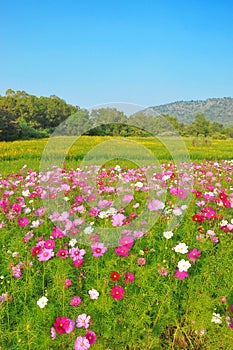Cosmos flower and crotalaria field photo