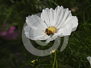 The cosmos flower is a delicate plant that easily beautifies a garden by its many flowers throughout the summer.