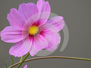 The cosmos flower is a delicate plant that easily beautifies a garden by its many flowers throughout the summer.