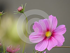 The cosmos flower is a delicate plant that easily beautifies a garden by its many flowers throughout the summer.