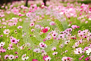 Cosmos Flower field