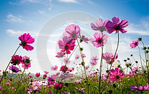 The cosmos flower field