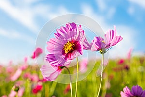 The cosmos flower field