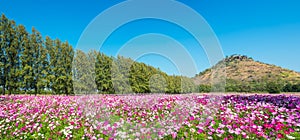 Cosmos flower field