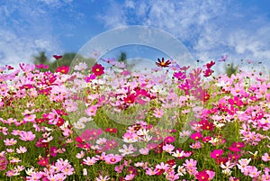 Cosmos Flower field on blue sky background,spring season flowers