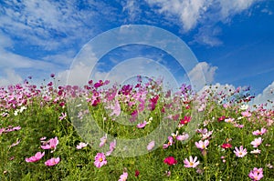 Cosmos Flower field on blue sky background,spring season flowers