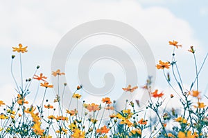 Cosmos flower field with blue sky and cloud background