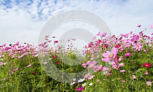 Cosmos Flower field with blue sky,spring season flowers