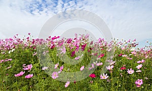 Cosmos Flower field with blue sky,spring season flowers