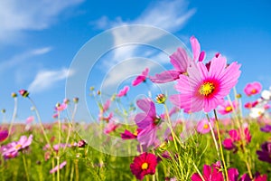 The cosmos flower field photo