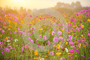 Cosmos flower field in the morning photo