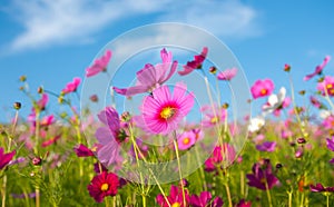The cosmos flower field photo