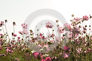 Cosmos flower in field on sky background