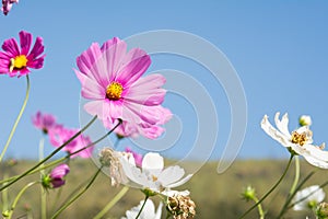 Cosmos flower in field on sky background