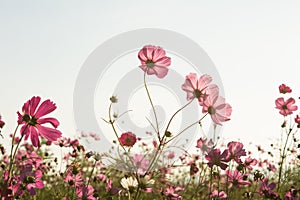 Cosmos flower in field on sky background