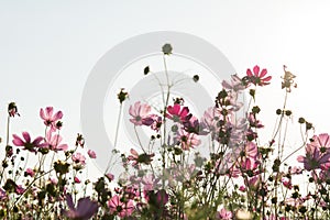 Cosmos flower in field on white background
