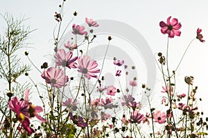 Cosmos flower in field on white background