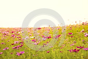 Cosmos flower field with white sky in background